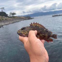 カサゴ
