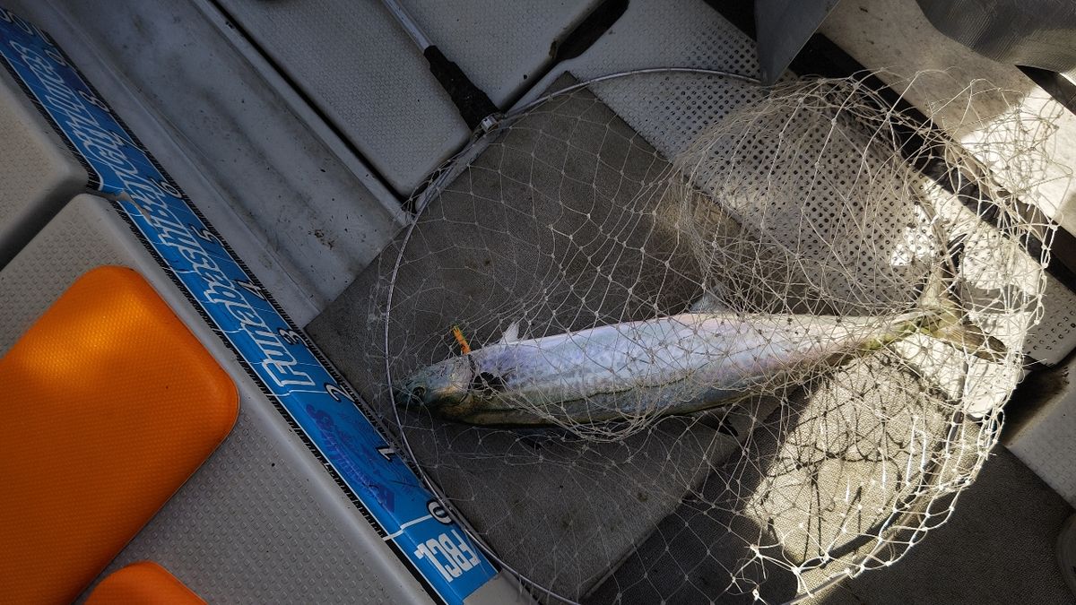 南海さんさんの釣果 2枚目の画像