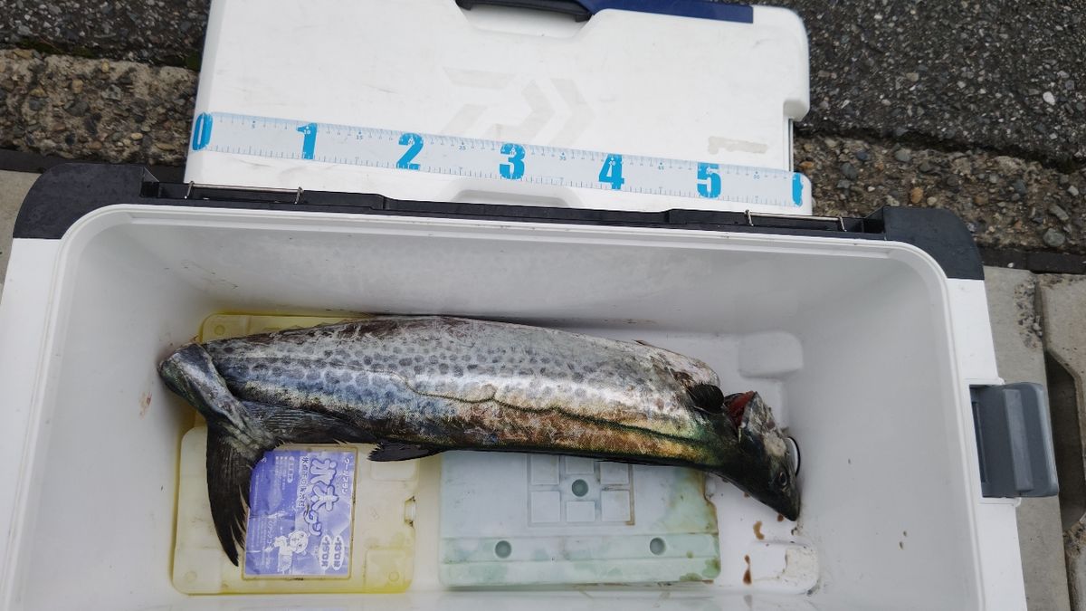 南海さんさんの釣果 3枚目の画像