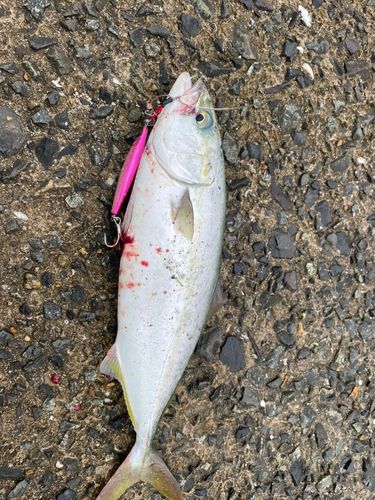 ヤズの釣果