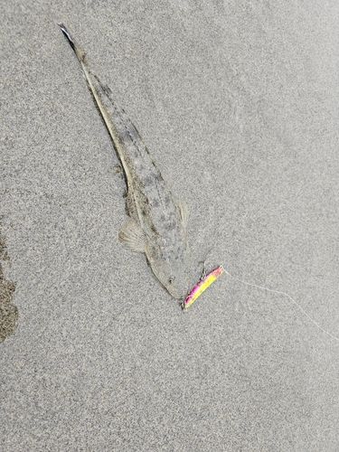 マゴチの釣果