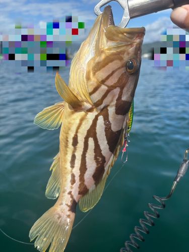 ホウキハタの釣果