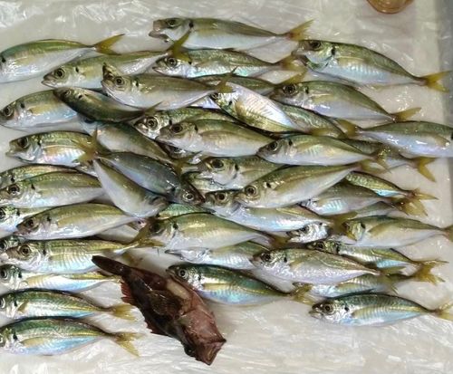 マアジの釣果