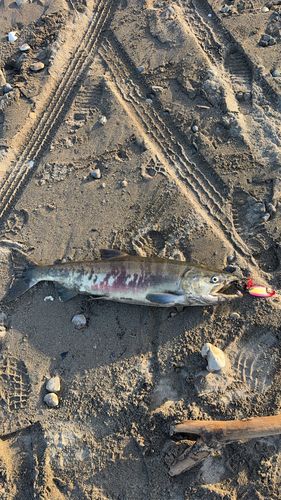 アキアジの釣果