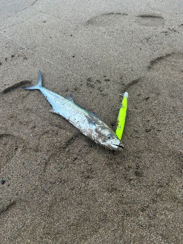 サゴシの釣果