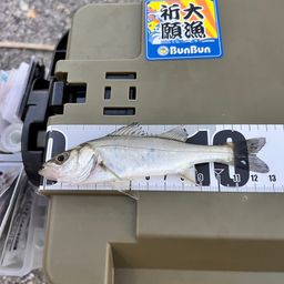 セイゴ（タイリクスズキ）