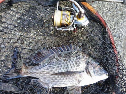 チヌの釣果