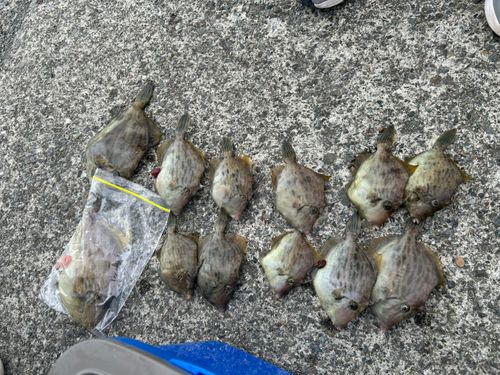 カワハギの釣果