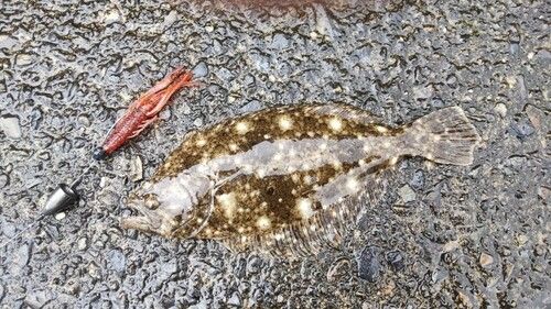 ソゲの釣果