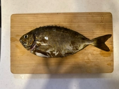 アイゴの釣果
