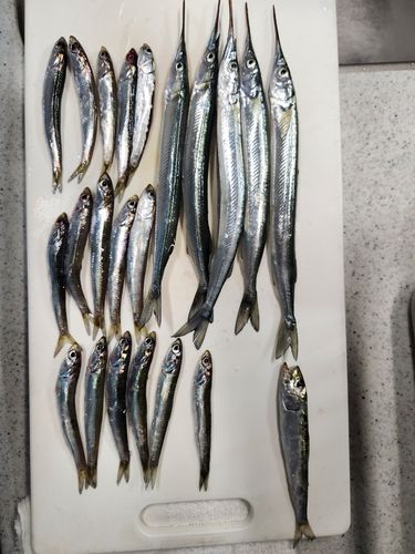 サヨリの釣果