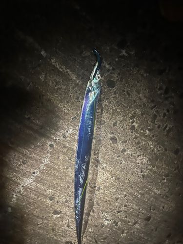 タチウオの釣果