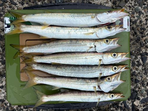 カマスの釣果