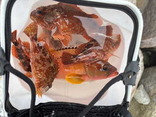 アカハタの釣果