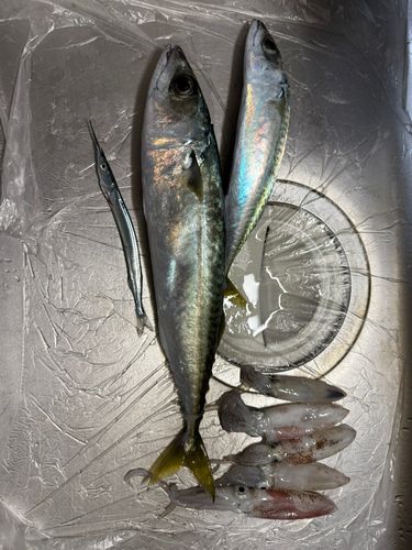 サバの釣果