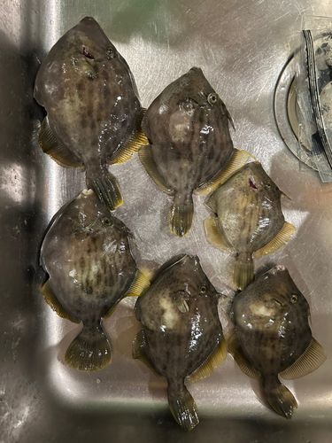 カワハギの釣果