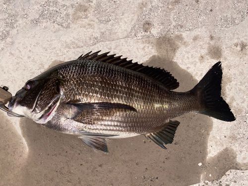 チヌの釣果