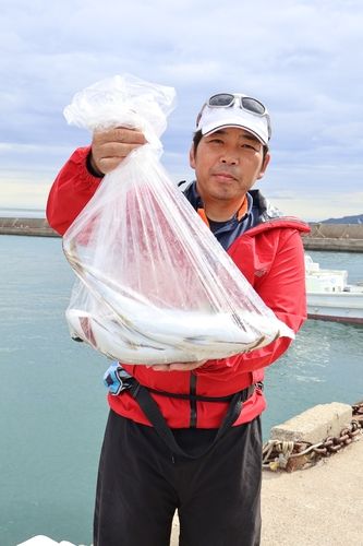 ハマチの釣果