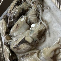 コウイカ