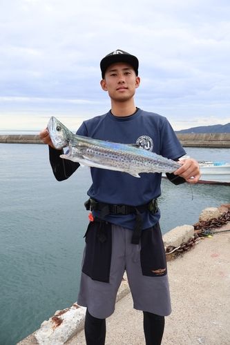 サワラの釣果