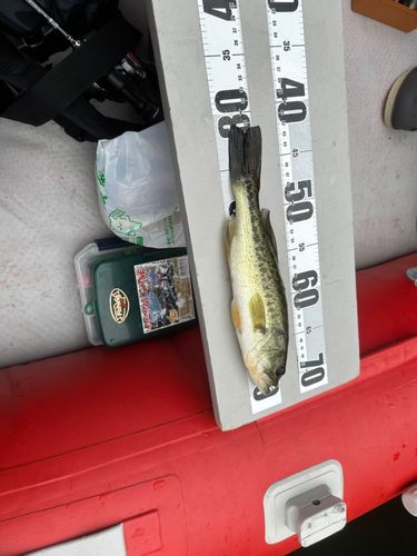 ラージマウスバスの釣果