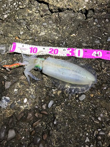 アオリイカの釣果