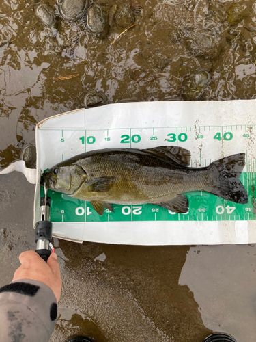 スモールマウスバスの釣果