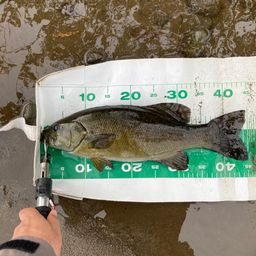 スモールマウスバス