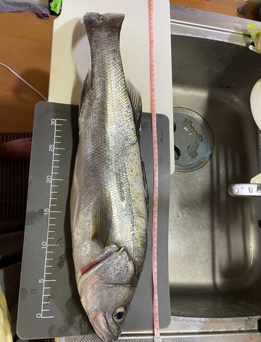 フッコ（マルスズキ）の釣果