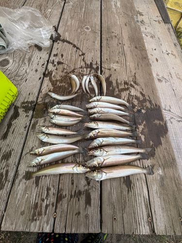 キスの釣果