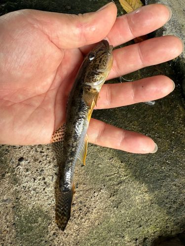 マハゼの釣果