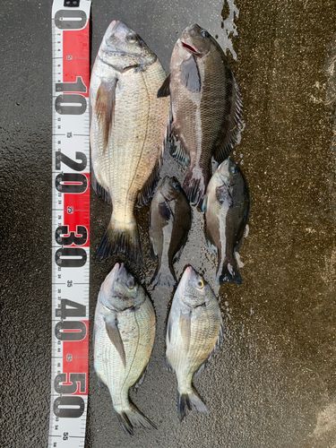 クロダイの釣果