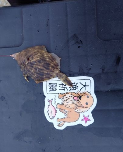 カワハギの釣果