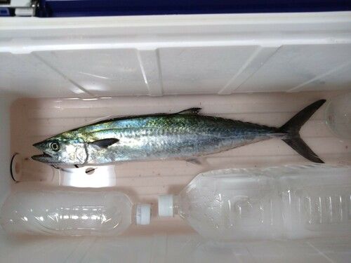 サゴシの釣果
