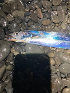 タチウオの釣果