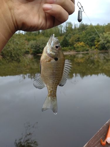 ブルーギルの釣果