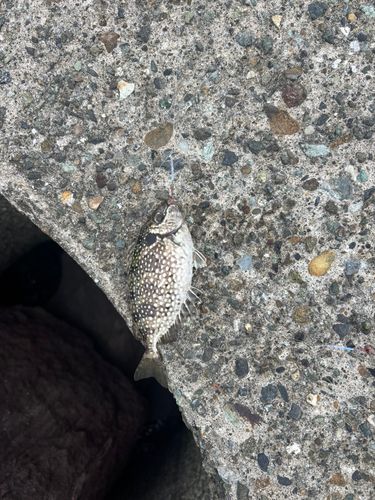 アイゴの釣果