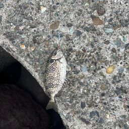 アイゴ