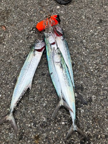 サゴシの釣果