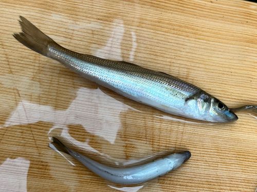 キスの釣果