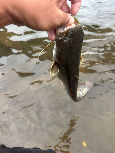 マナマズの釣果