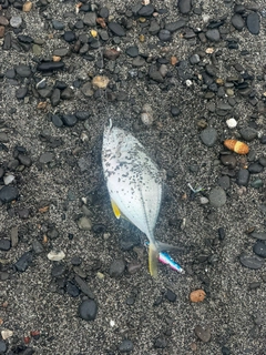 メッキの釣果