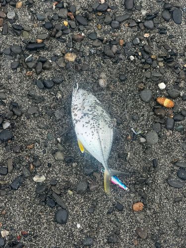 メッキの釣果