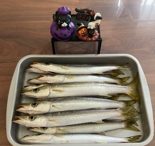 カマスの釣果
