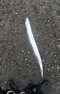 タチウオの釣果