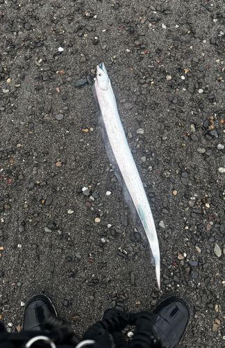 タチウオの釣果