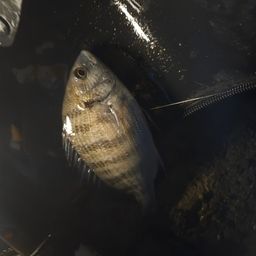 チヌ