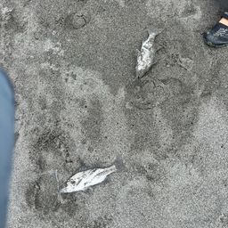 セイゴ(タイリクスズキ)