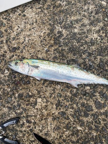 サゴシの釣果
