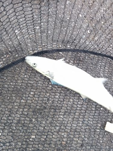 サゴシの釣果